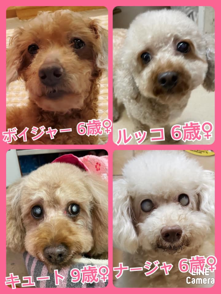 🐾今日の里親様募集中ワンコ🐶メンバーです🐾2021,8,2